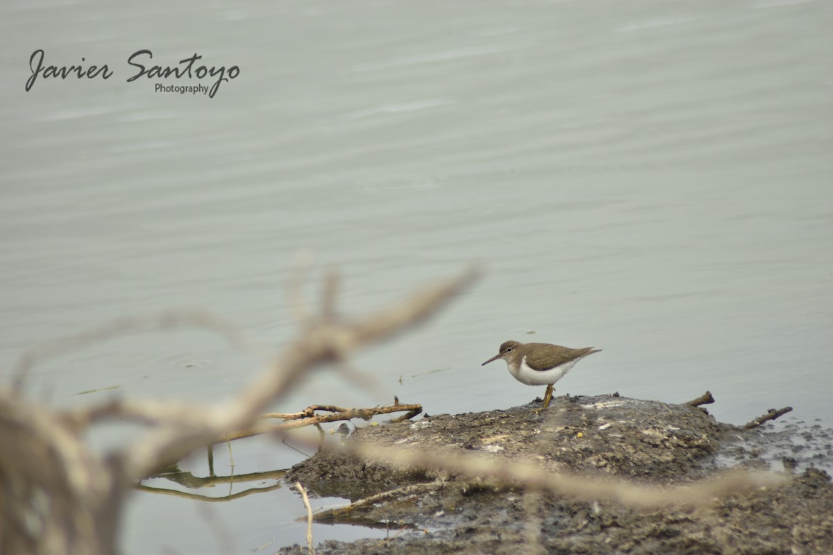 Spotted Sandpiper - Javier Eduardo  Alcalá Santoyo