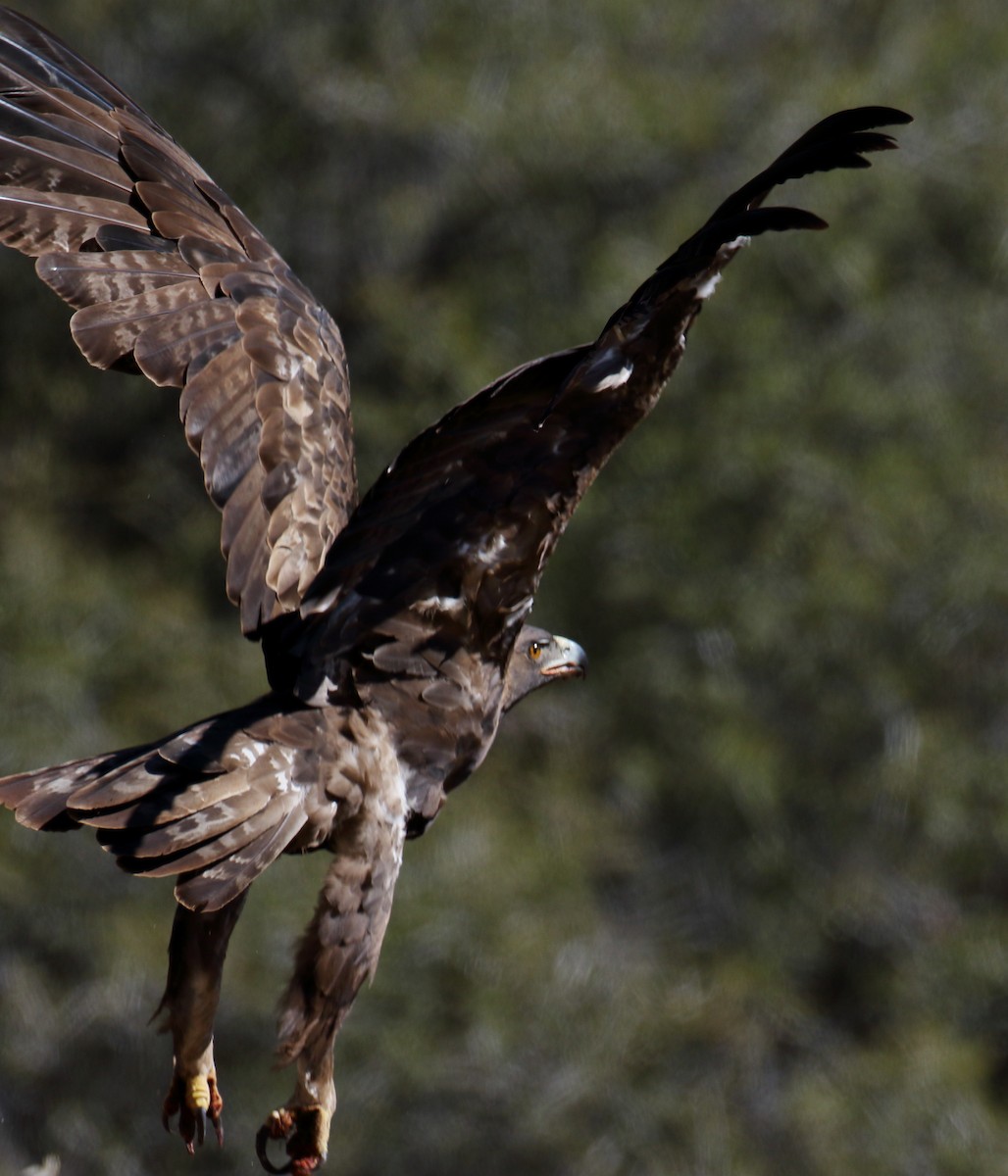Golden Eagle - ML487258981