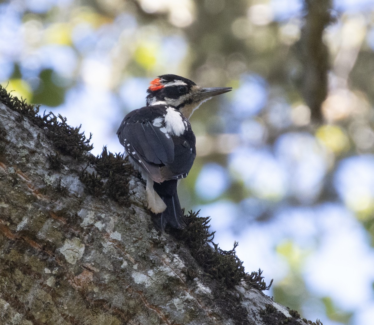 Hairy Woodpecker - ML487259721