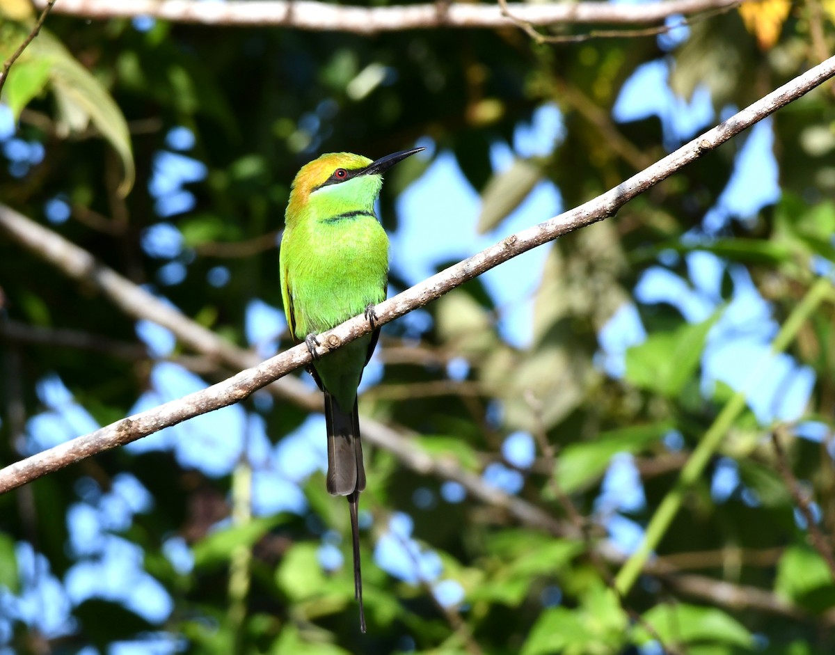 Asian Green Bee-eater - ML487260341