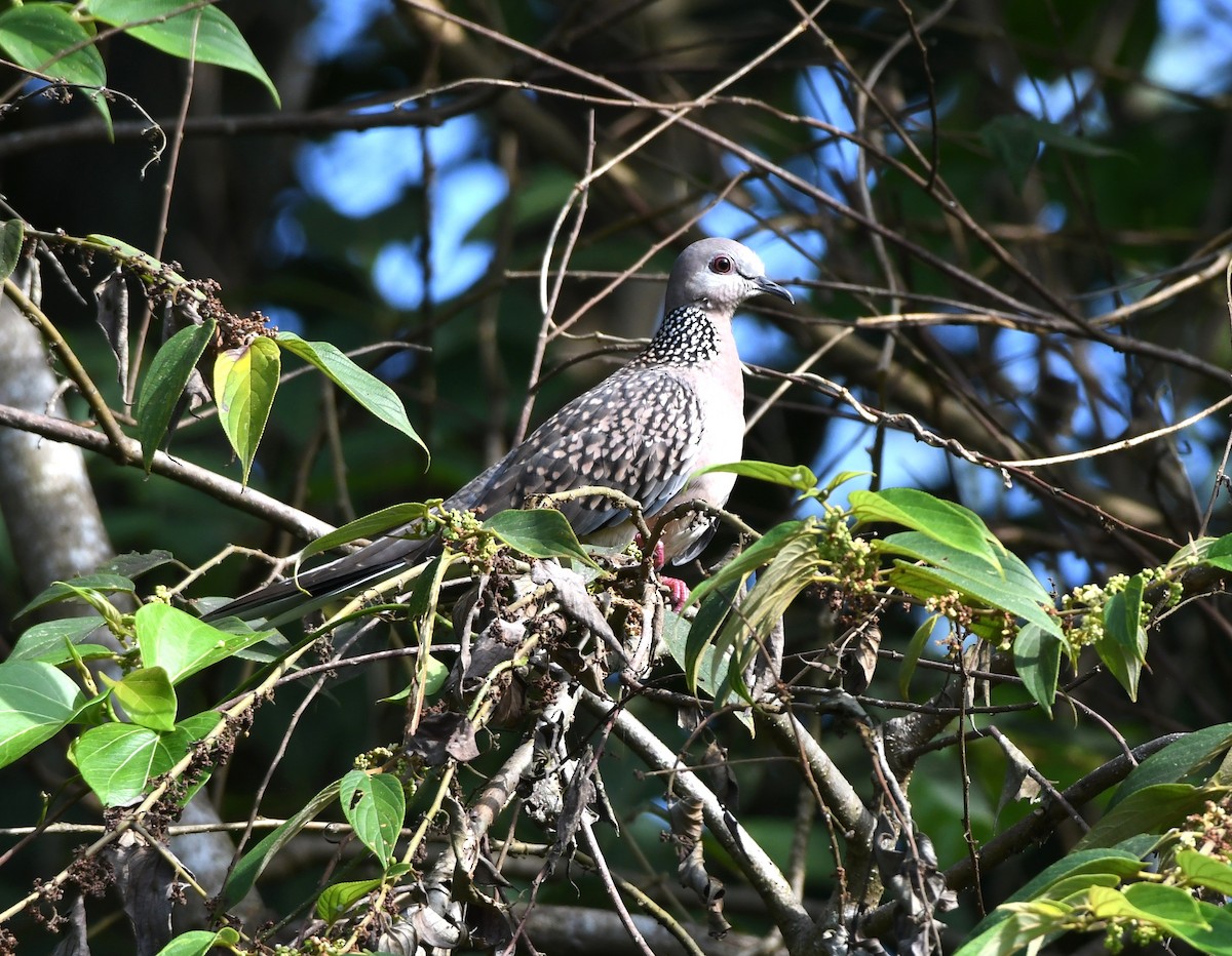Spotted Dove - ML487260541