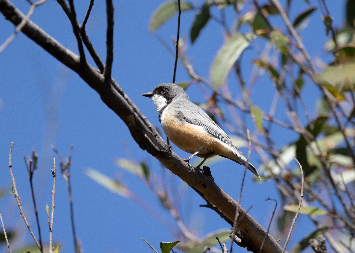 Rufous Whistler - ML487261141