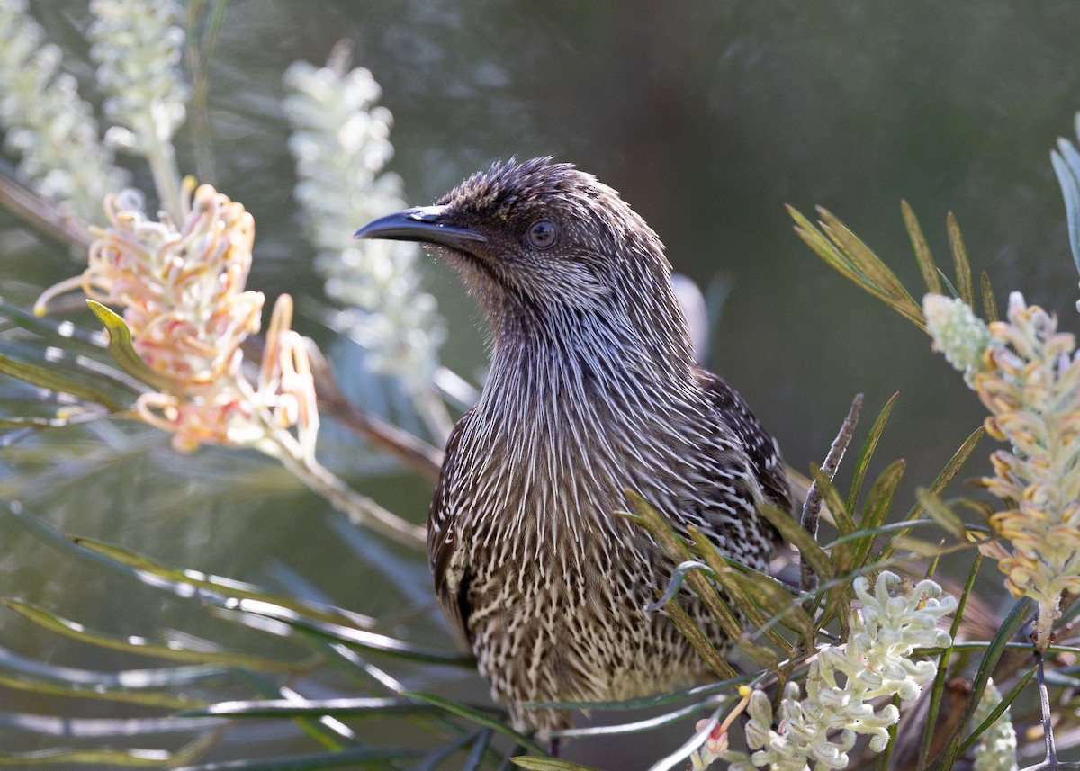 Little Wattlebird - ML487261381