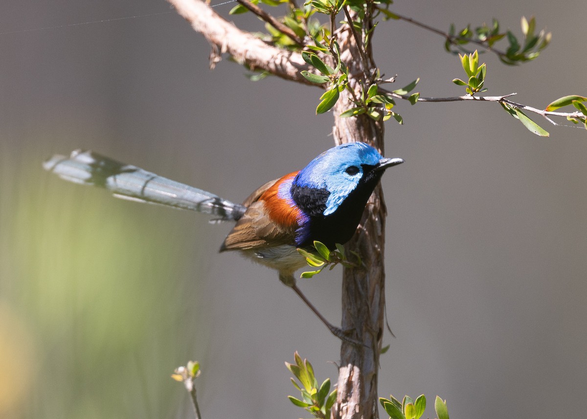 Variegated Fairywren - ML487261391