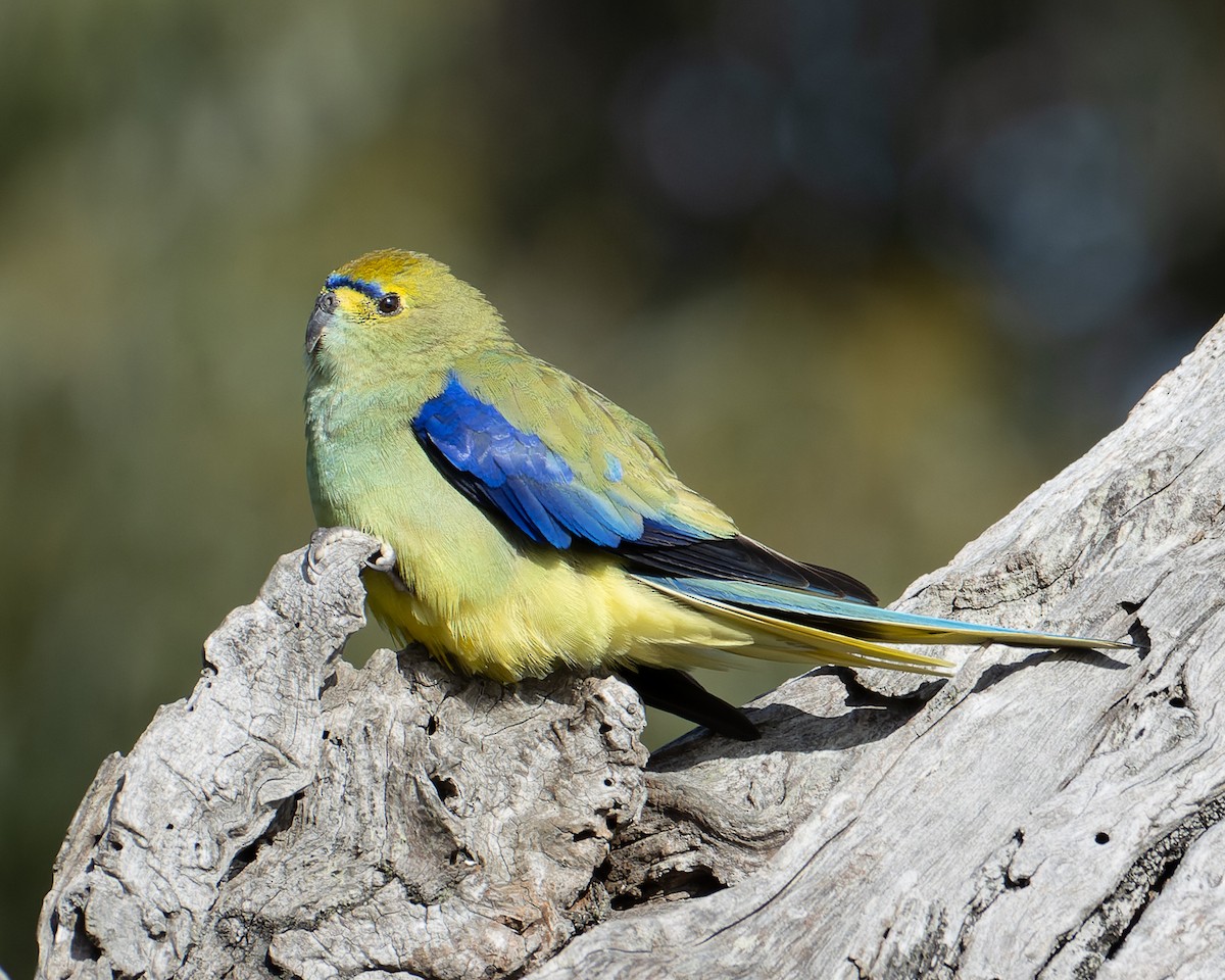 Blue-winged Parrot - Ashley Anderson