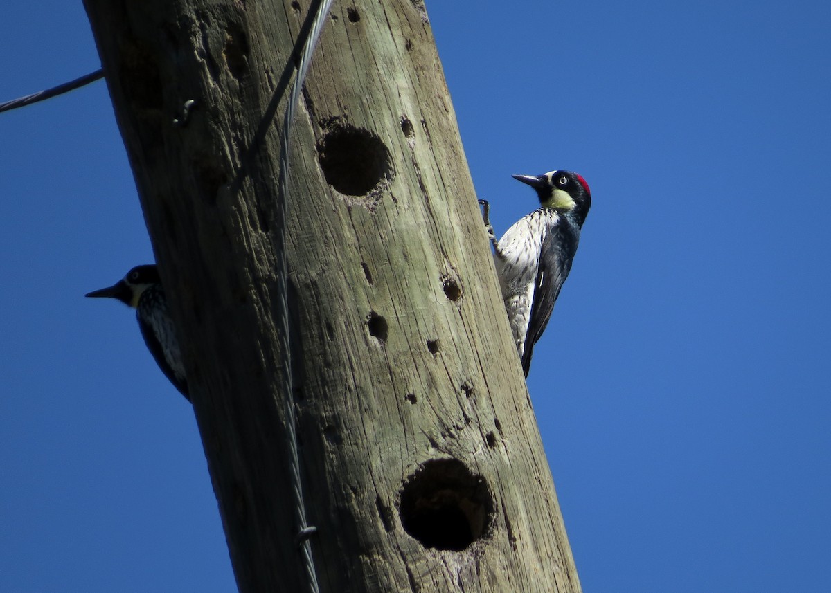 Acorn Woodpecker - ML48726261