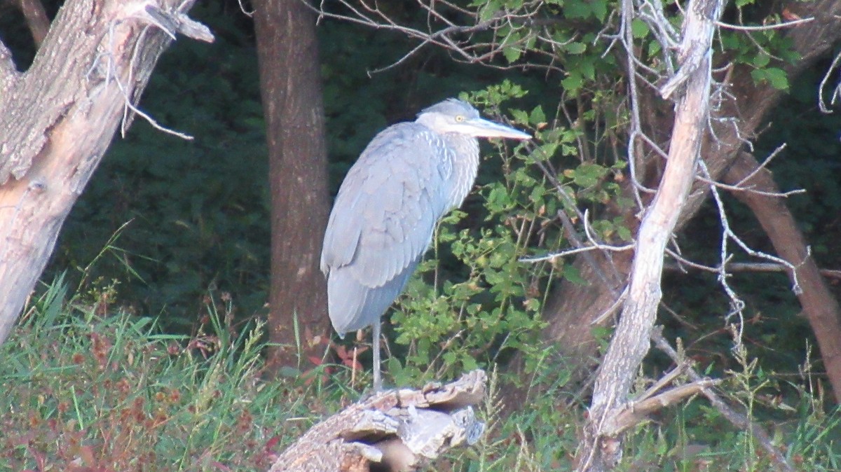 Great Blue Heron - ML487263401