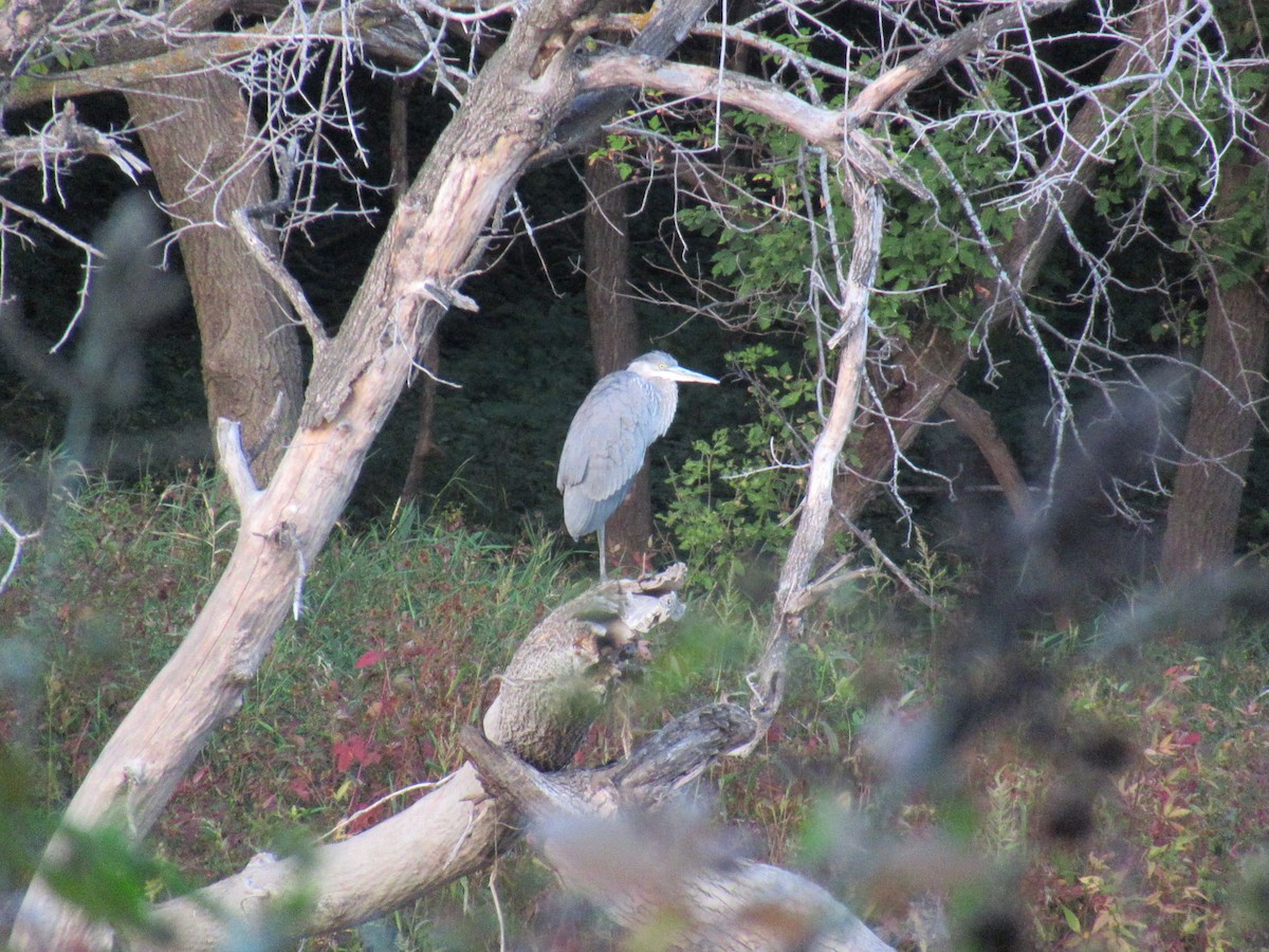 Great Blue Heron - ML487263451