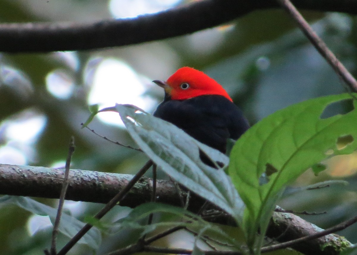 Red-capped Manakin - ML48726391