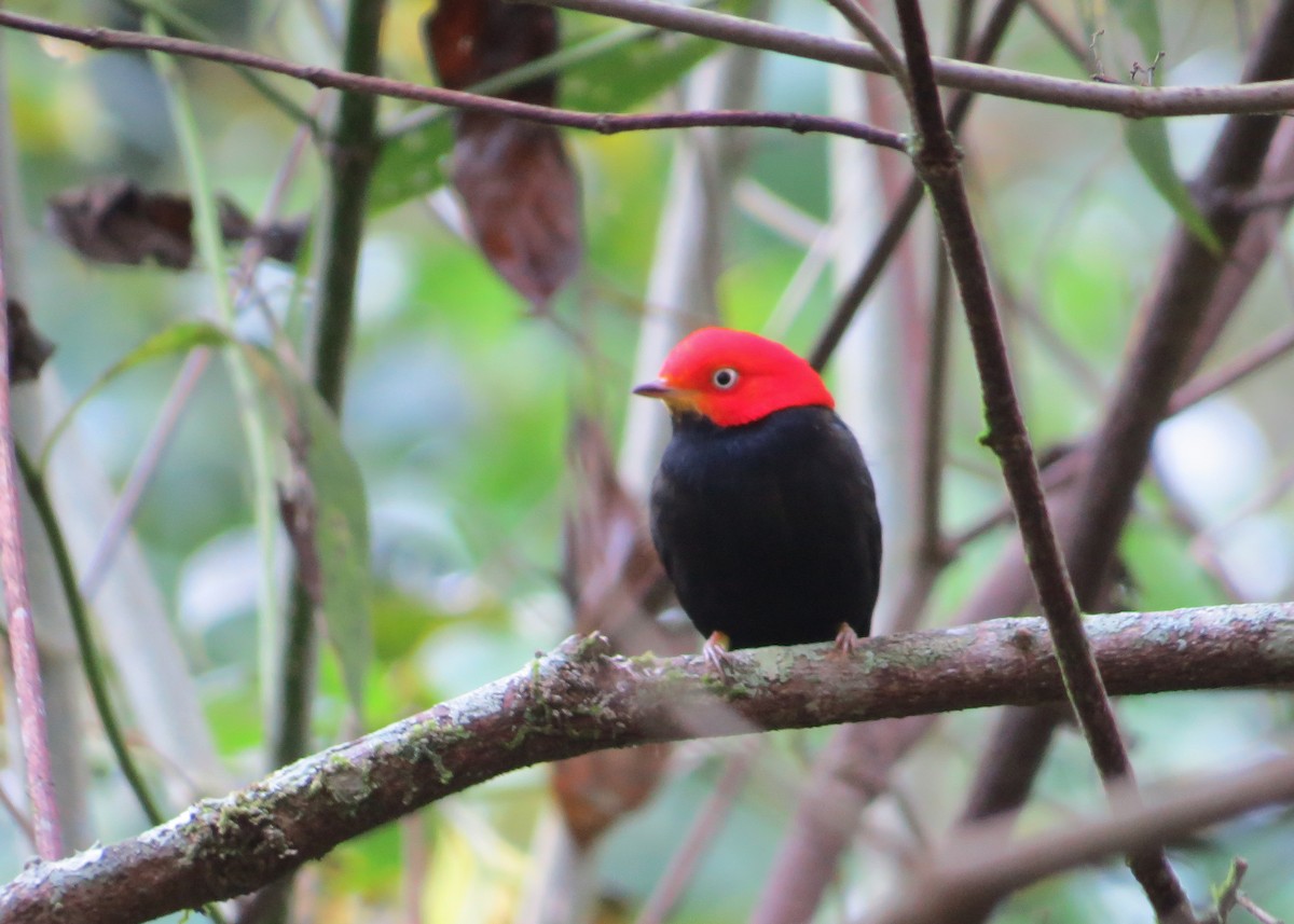 Red-capped Manakin - ML48726421