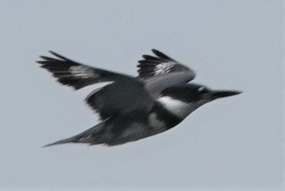 Belted Kingfisher - ML487264661