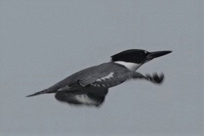 Belted Kingfisher - ML487264681
