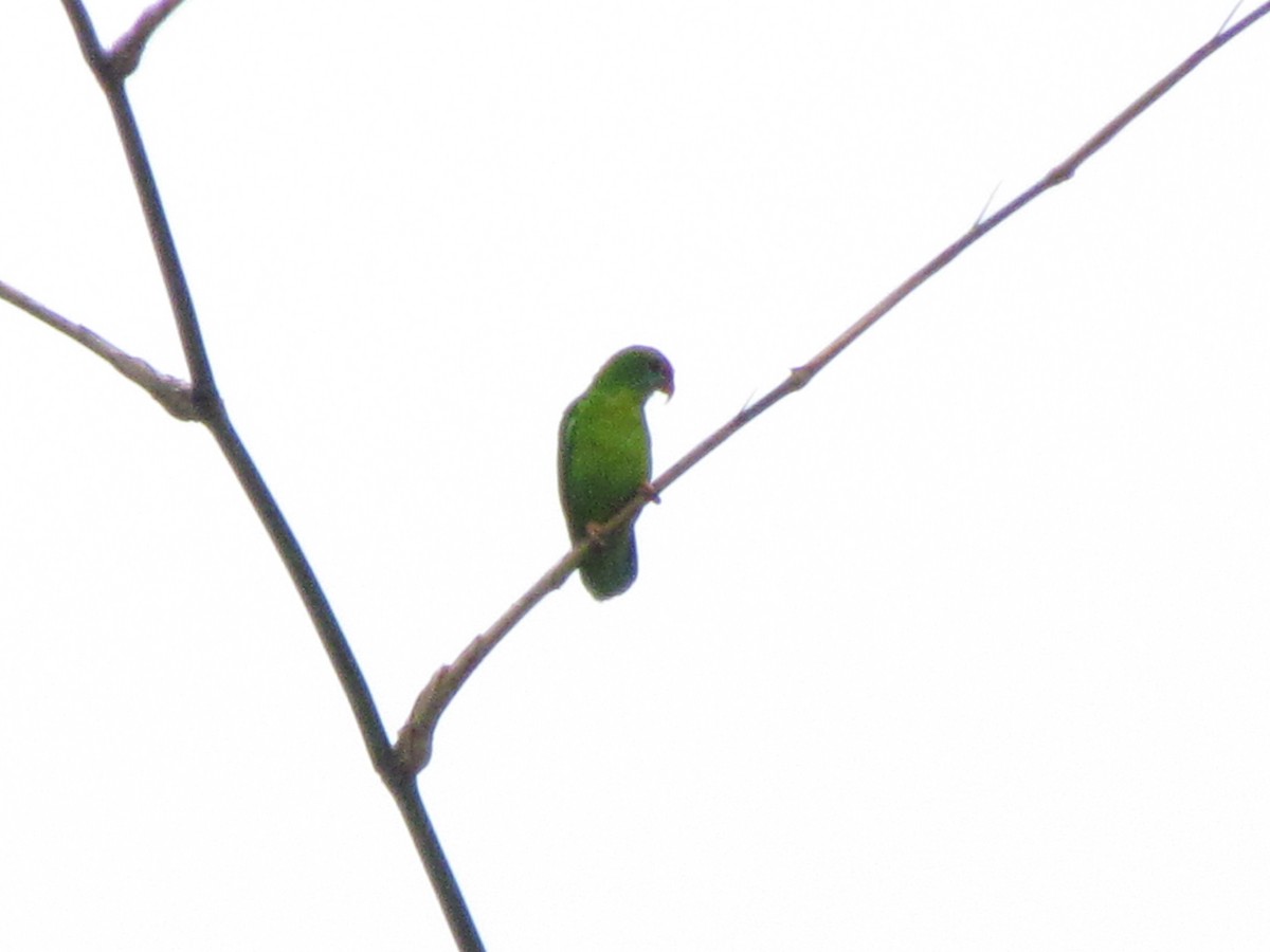 Philippine Hanging-Parrot - ML487265561