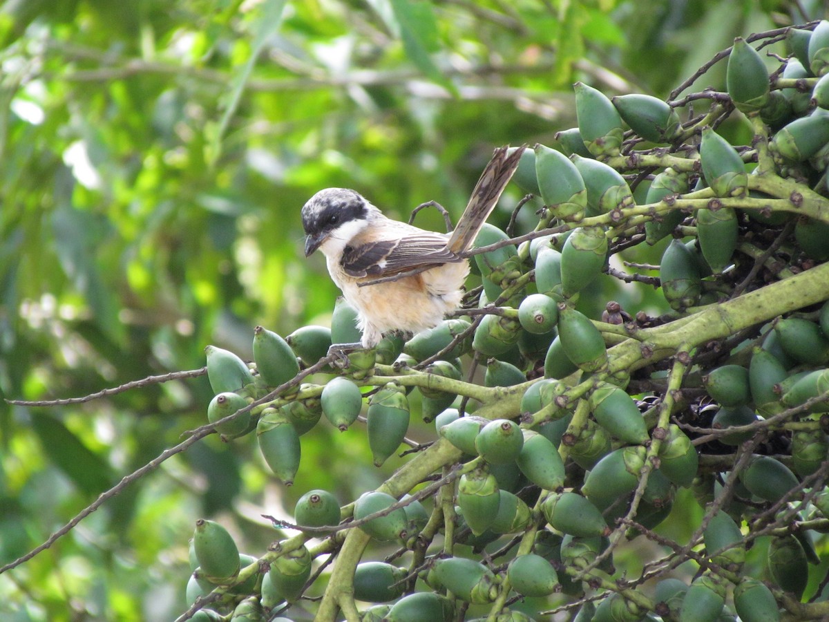 Long-tailed Shrike - ML487265871
