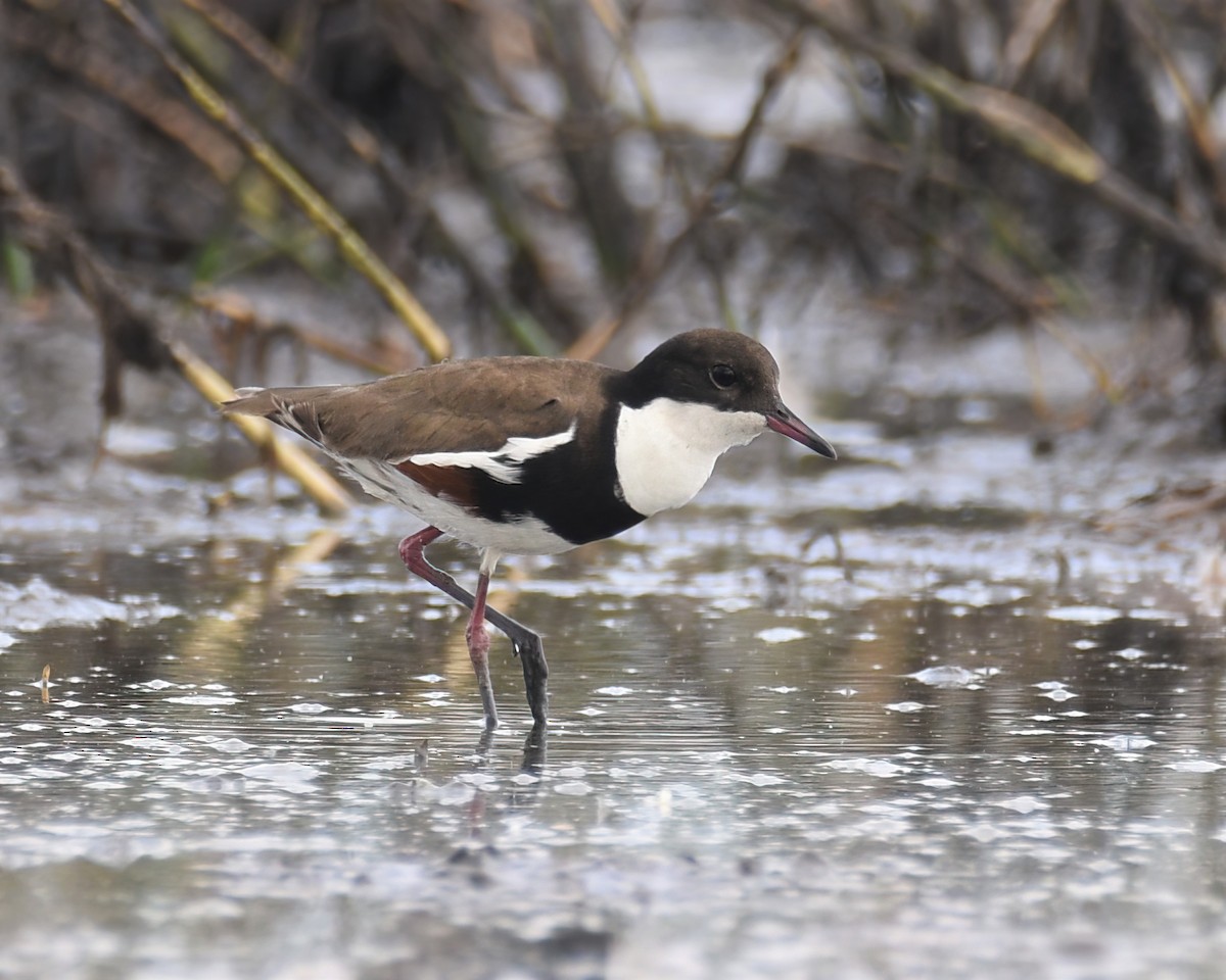 Red-kneed Dotterel - Frank Lin