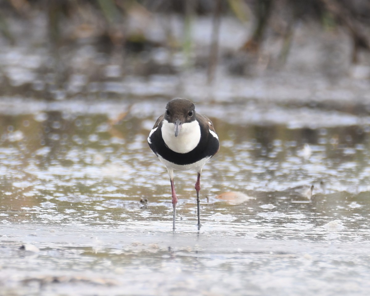 Red-kneed Dotterel - Frank Lin