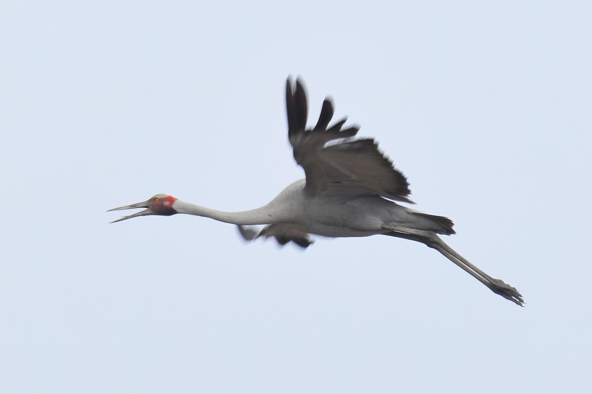 Brolga - ML487266311