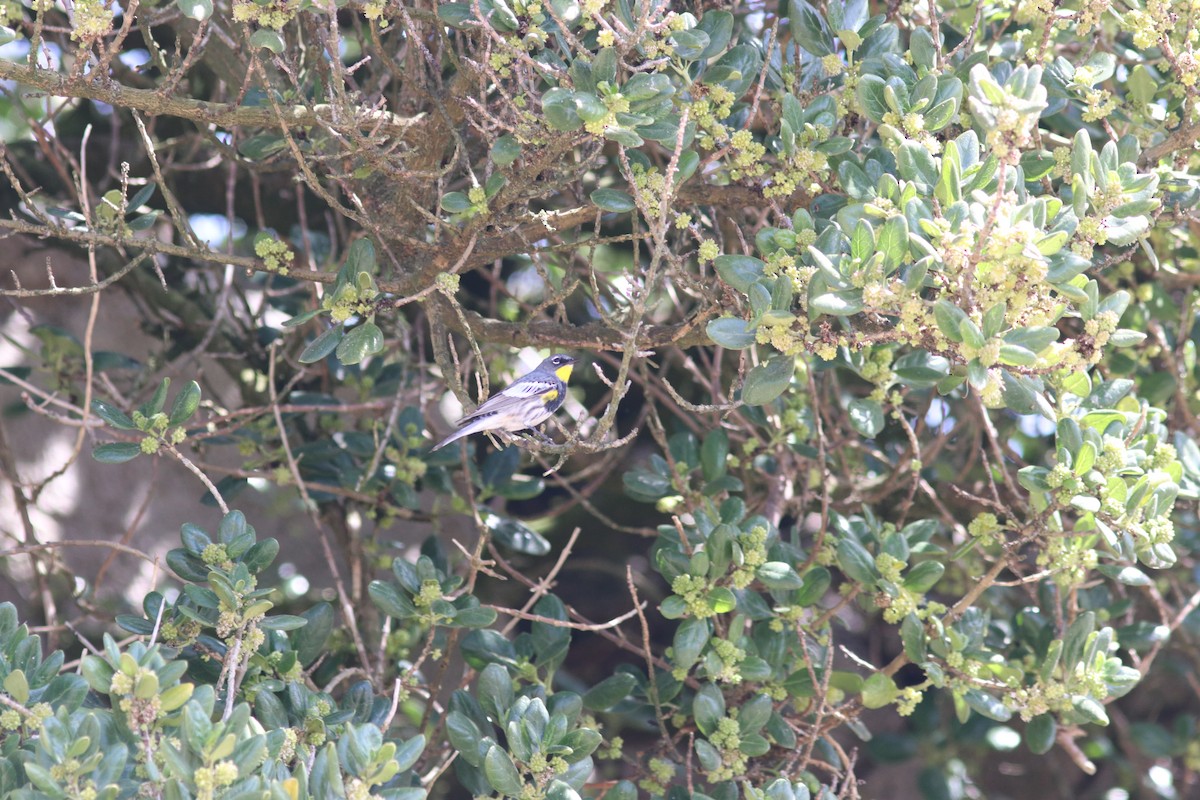 Yellow-rumped Warbler (Audubon's) - ML487266361