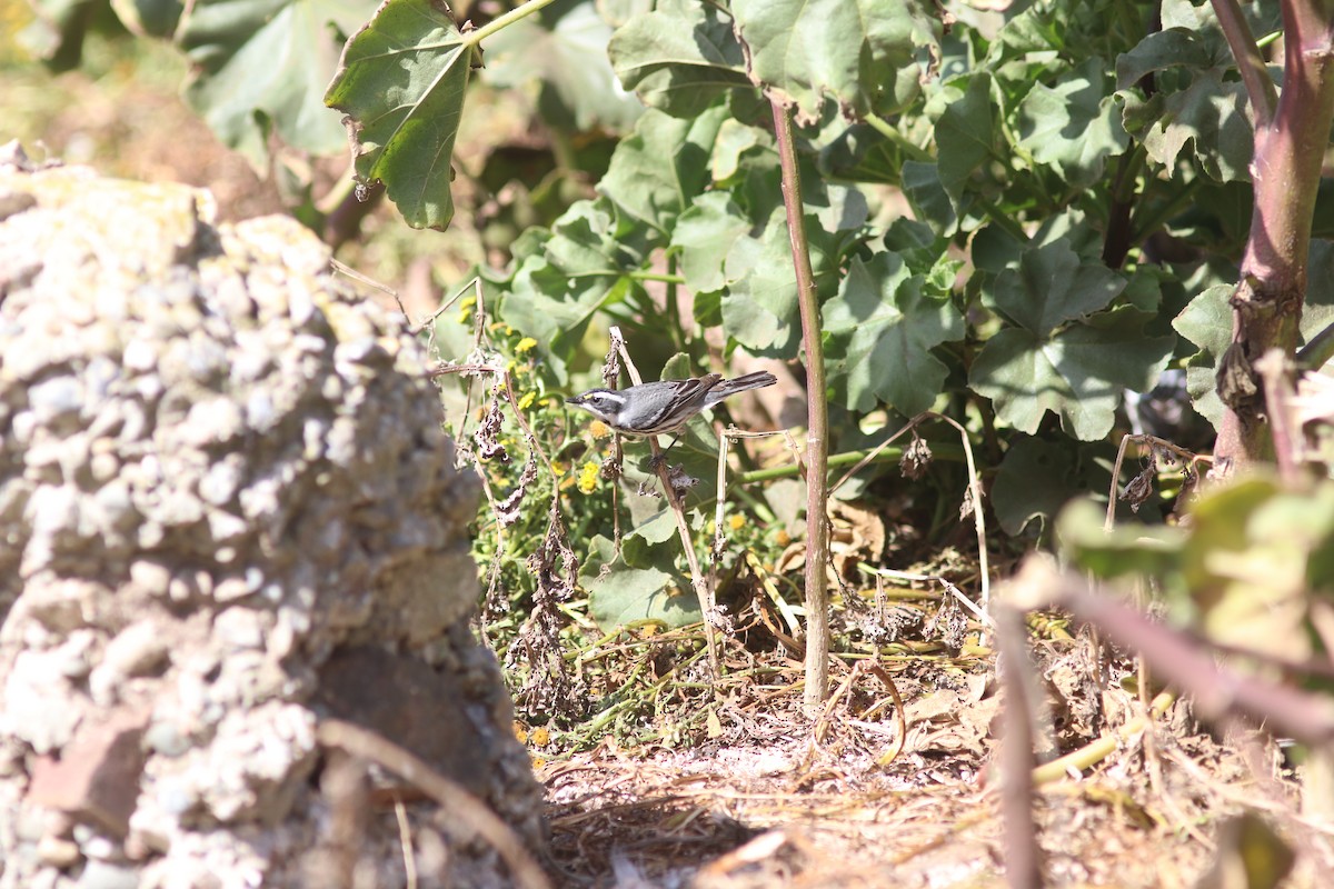 Black-throated Gray Warbler - ML487266581