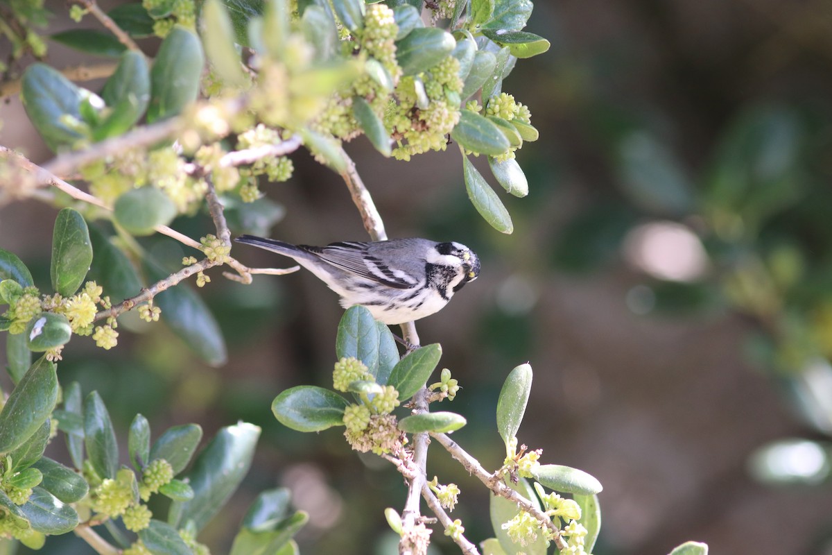 Black-throated Gray Warbler - ML487266591