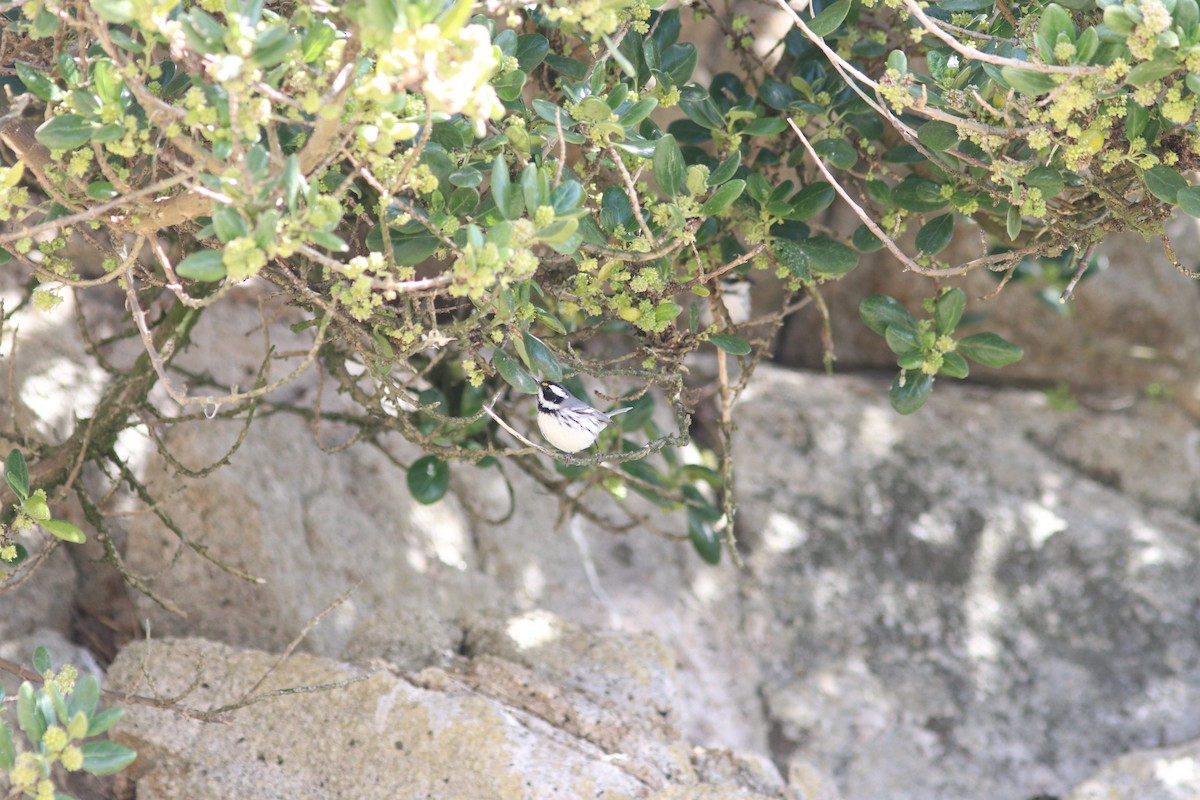 Black-throated Gray Warbler - ML487266601