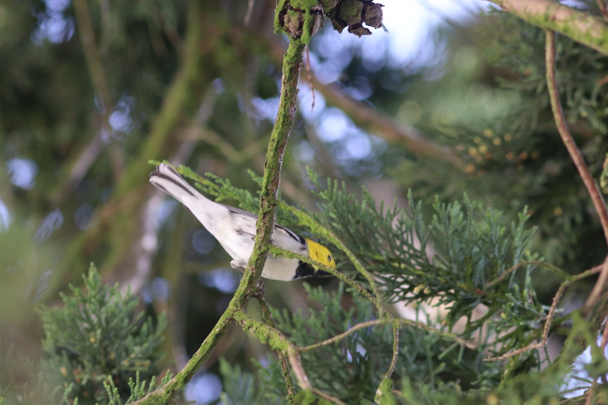 Hermit Warbler - ML487266681