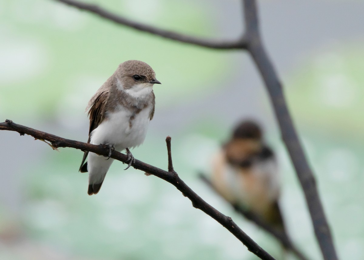 Bank Swallow - ML487266701