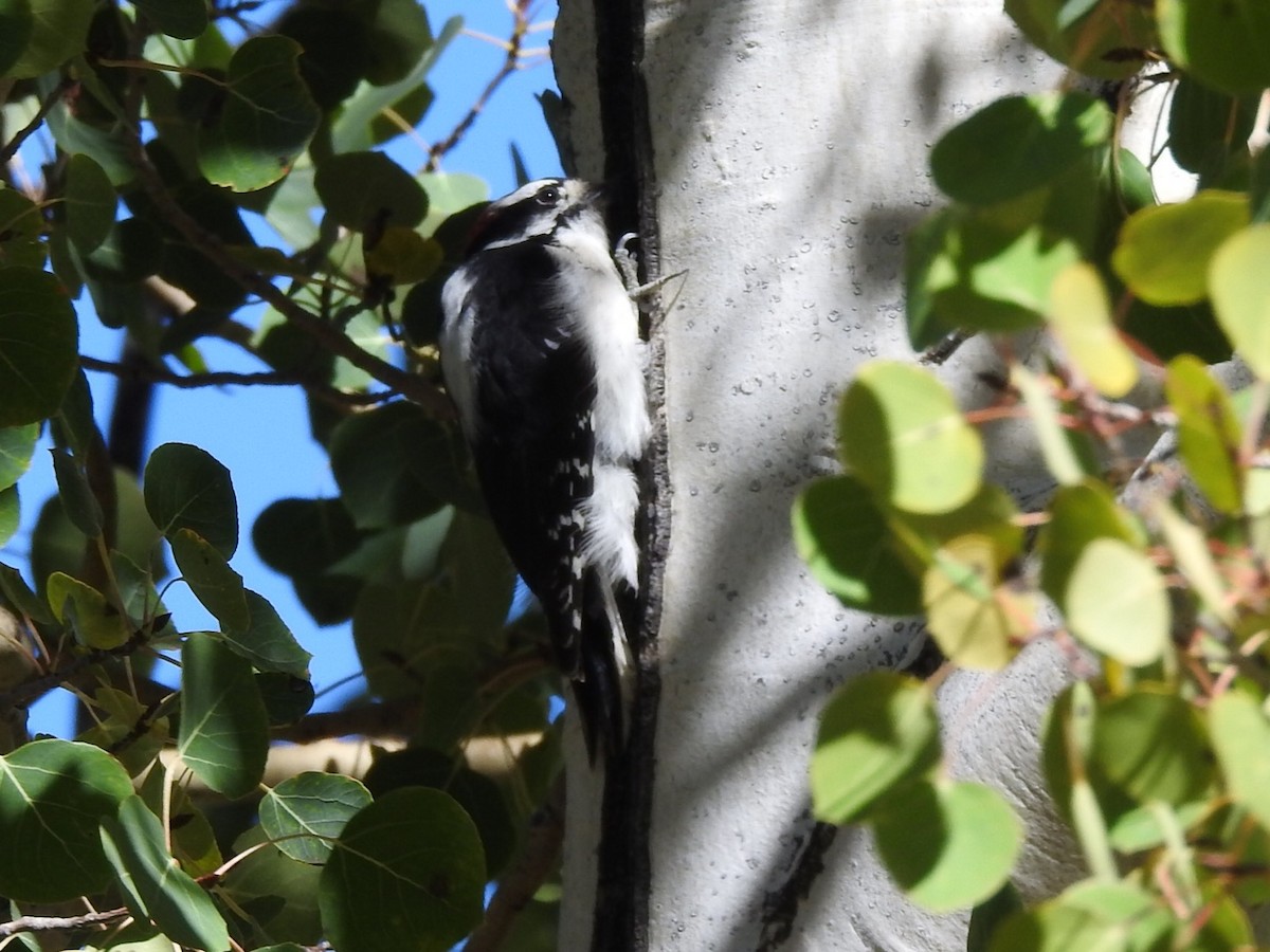 Downy Woodpecker - ML487267431