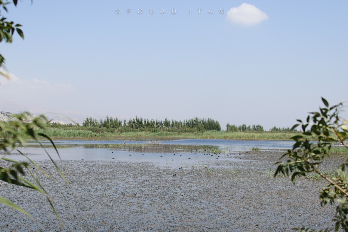 Eurasian Coot - ML487267451