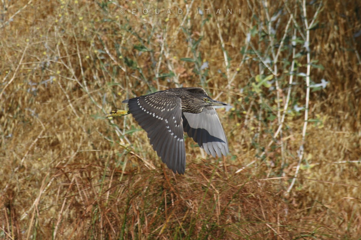 Black-crowned Night Heron - Fouad Itani