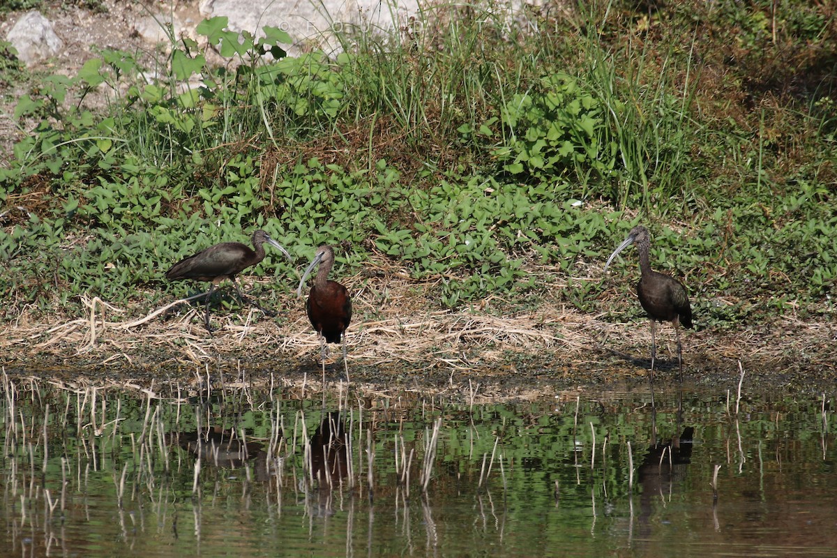 Glossy Ibis - ML487267871