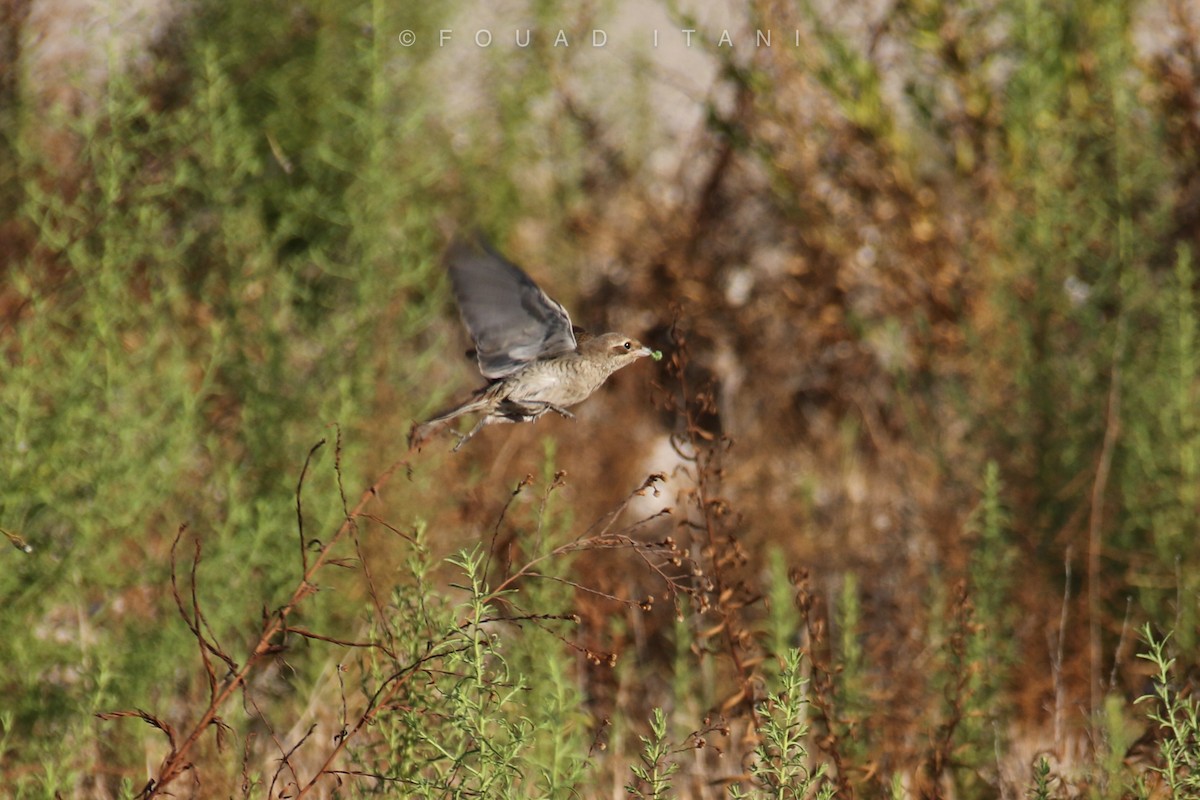 tanımsız Lanius sp. - ML487267991