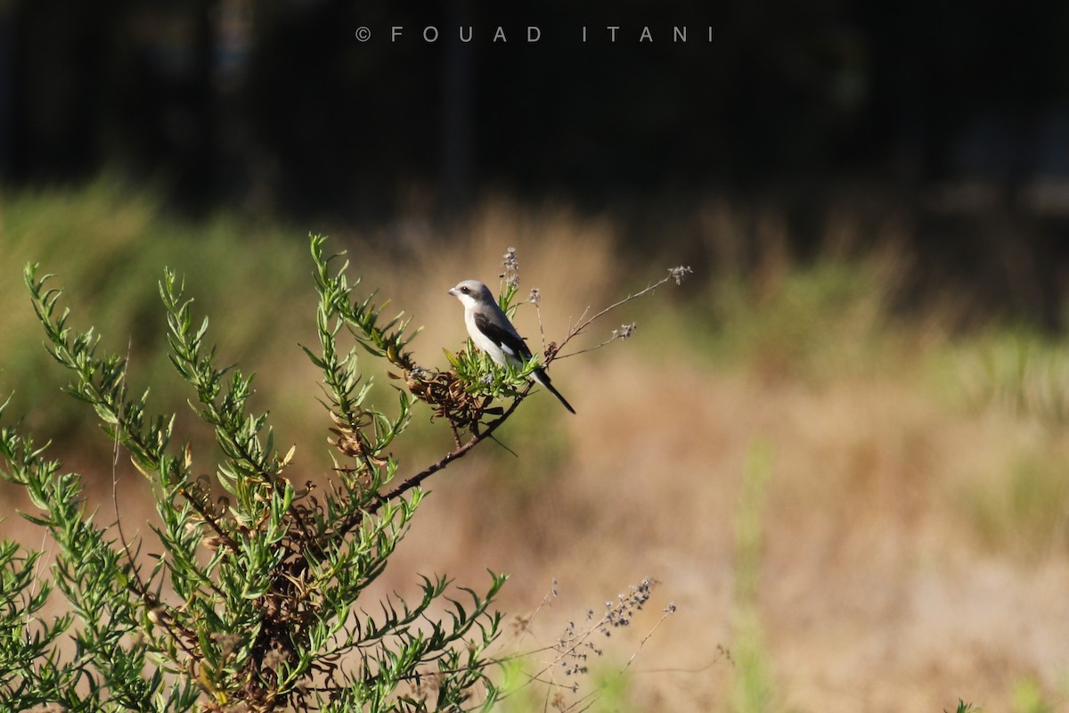 Lesser Gray Shrike - Fouad Itani