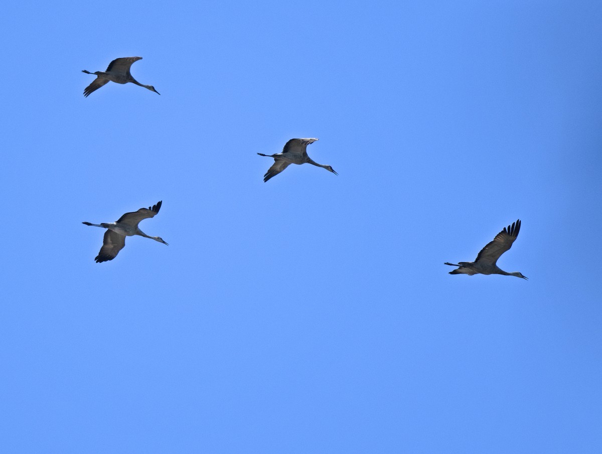 Sandhill Crane - ML487268881