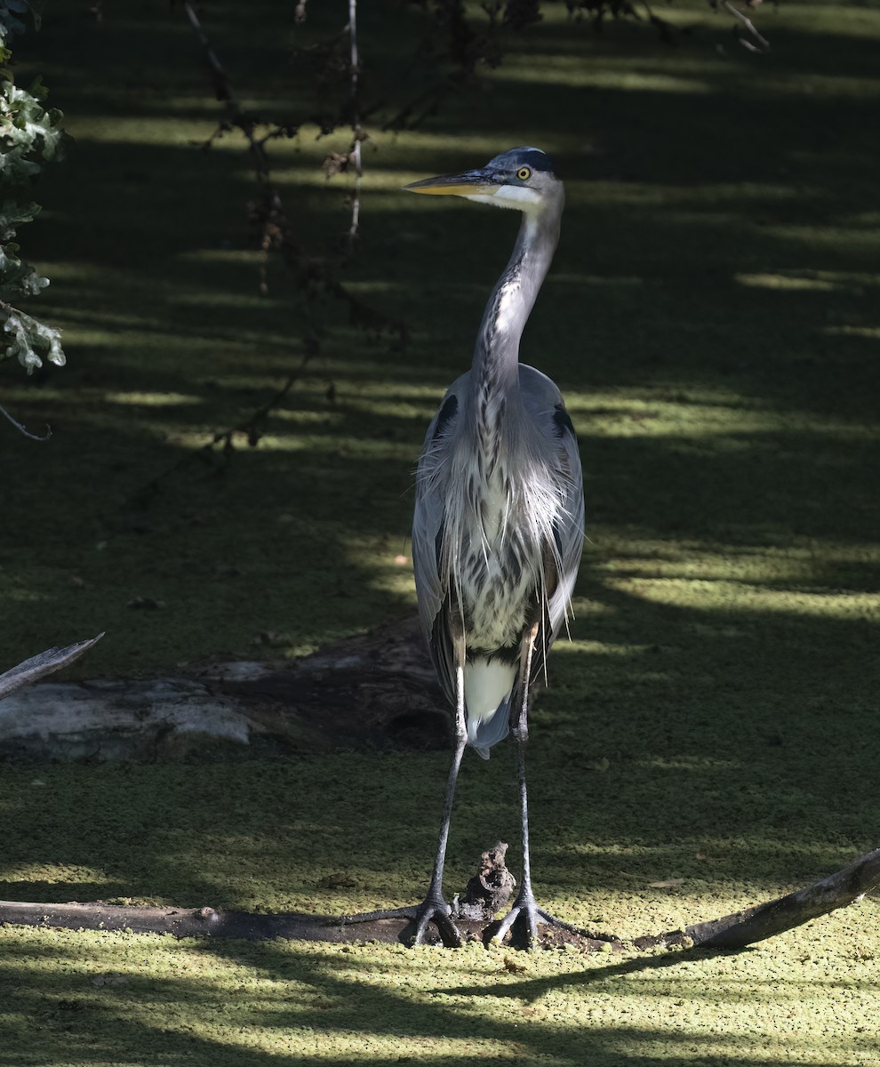 Great Blue Heron - Linda Gal