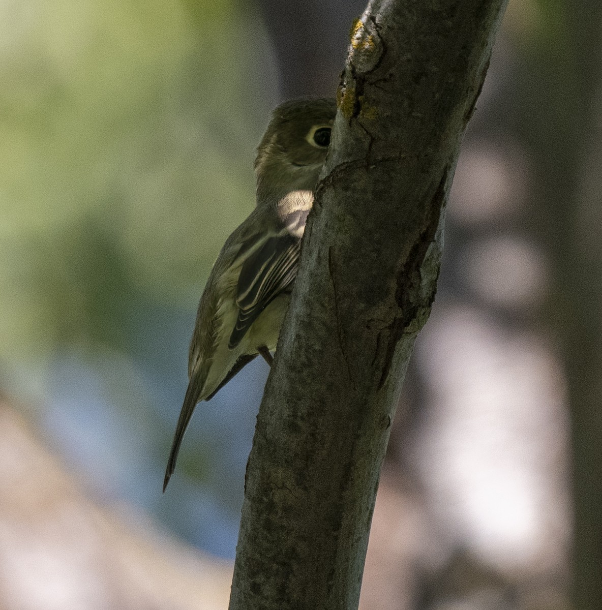 Western Flycatcher (Pacific-slope) - ML487269201