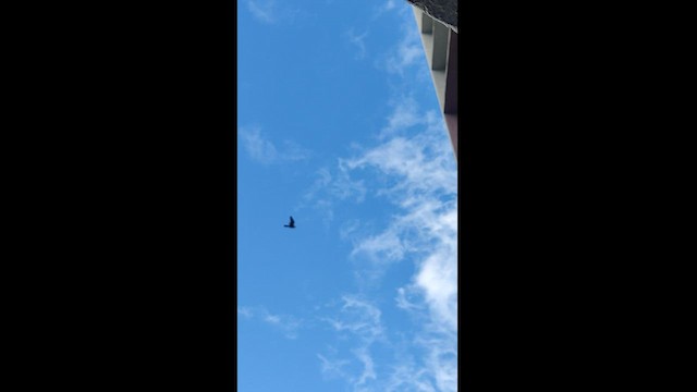 Peregrine Falcon (Shaheen) - ML487270511