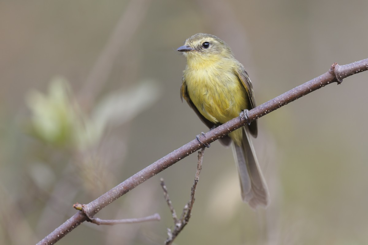 Yellow Tyrannulet - ML487270651