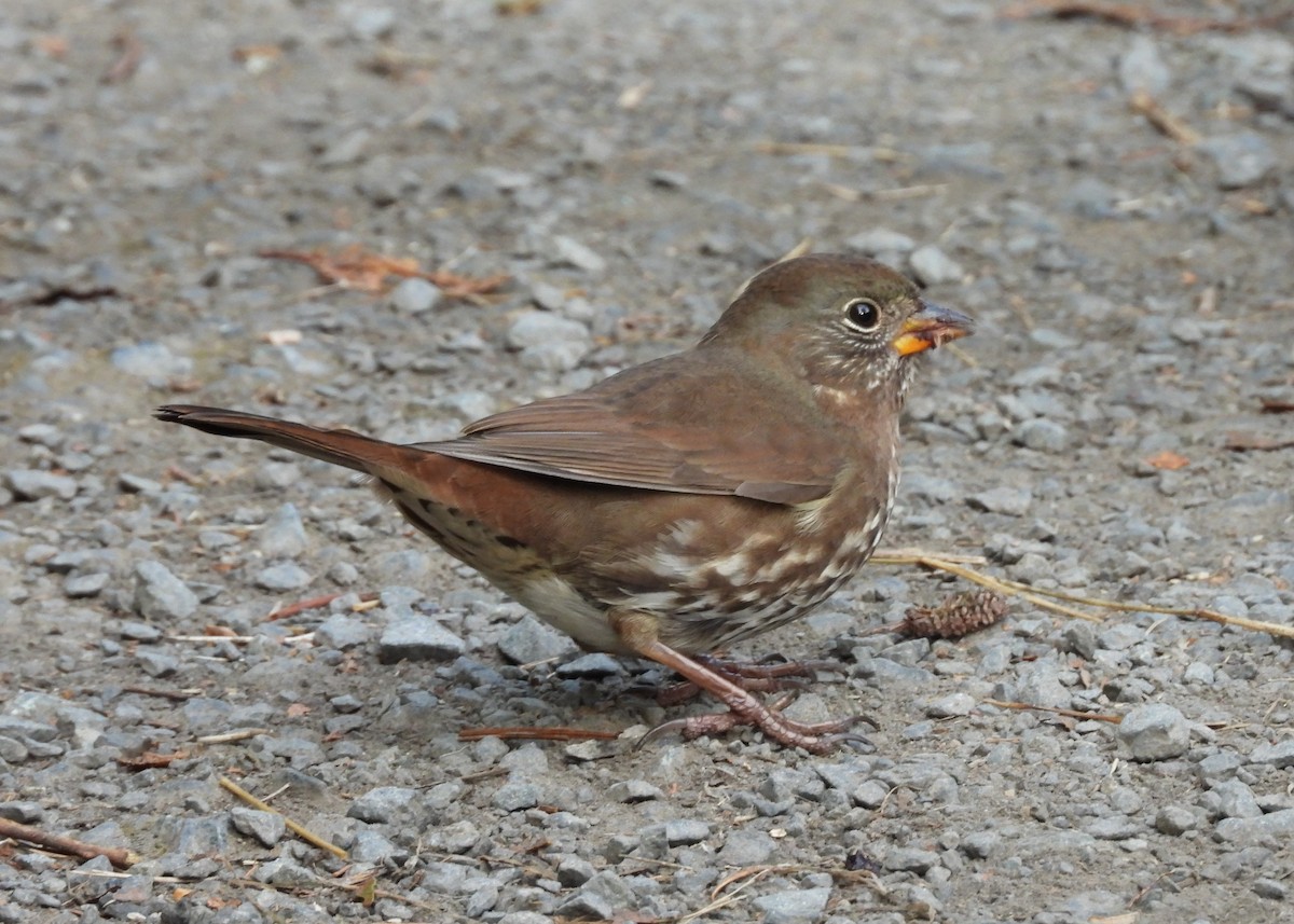 Fox Sparrow - ML487270841