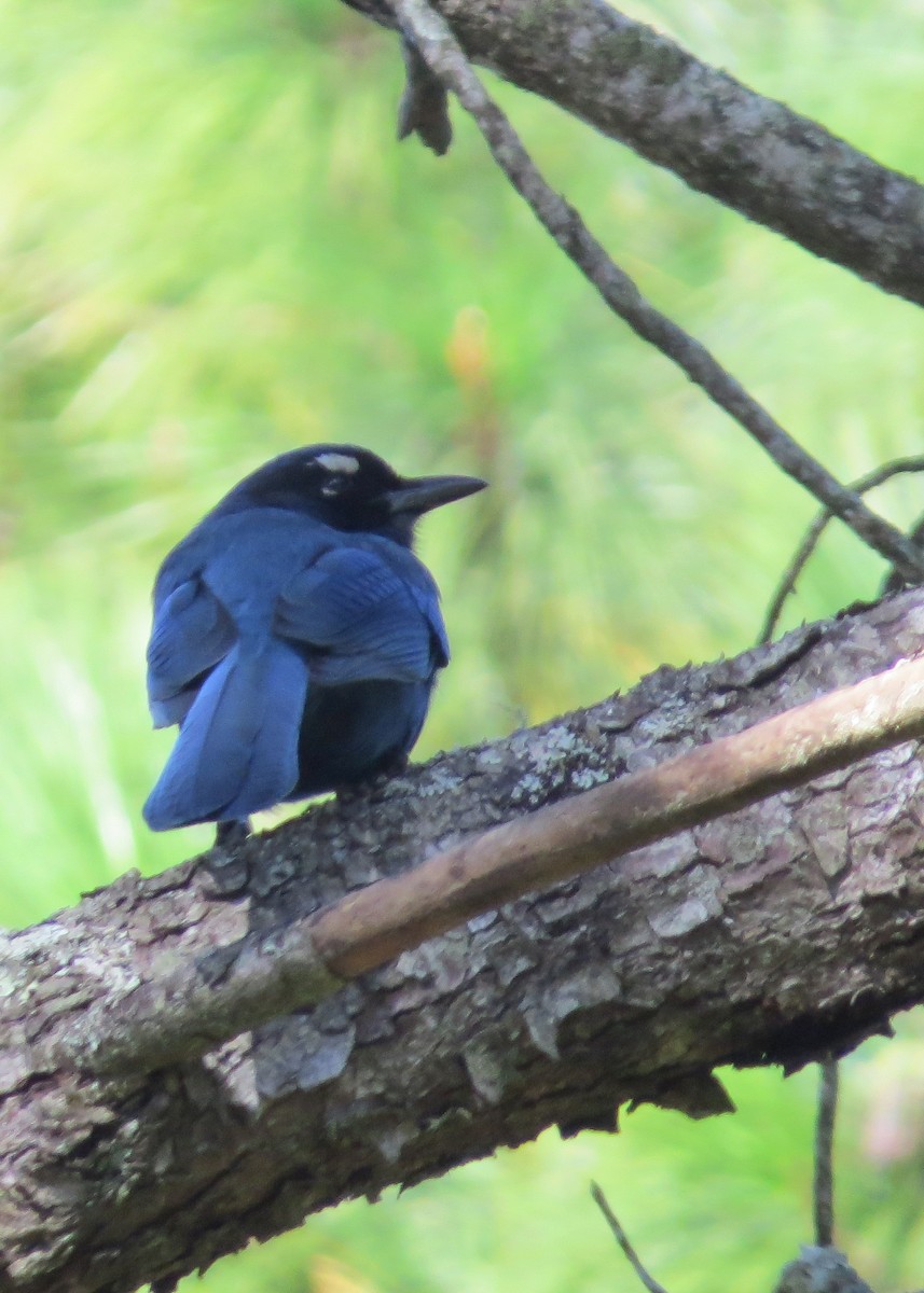 Steller's Jay (Middle American) - ML48727141