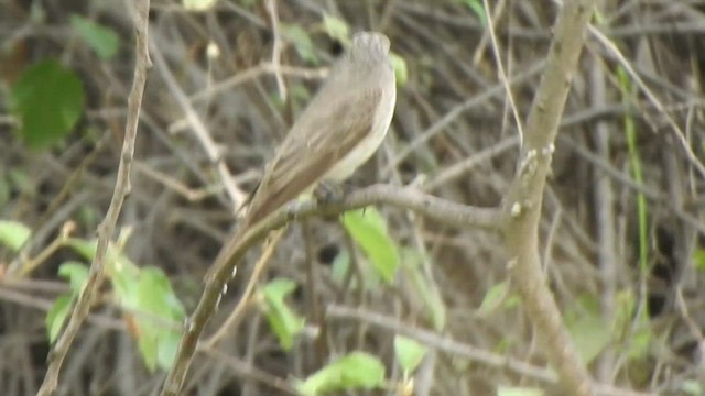 Spotted Flycatcher - ML487271671