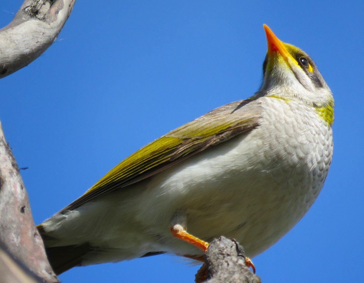 Yellow-throated Miner - ML487271831