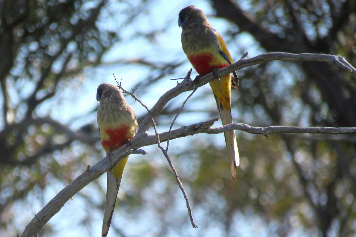 Perico Cariazul - ML487271991