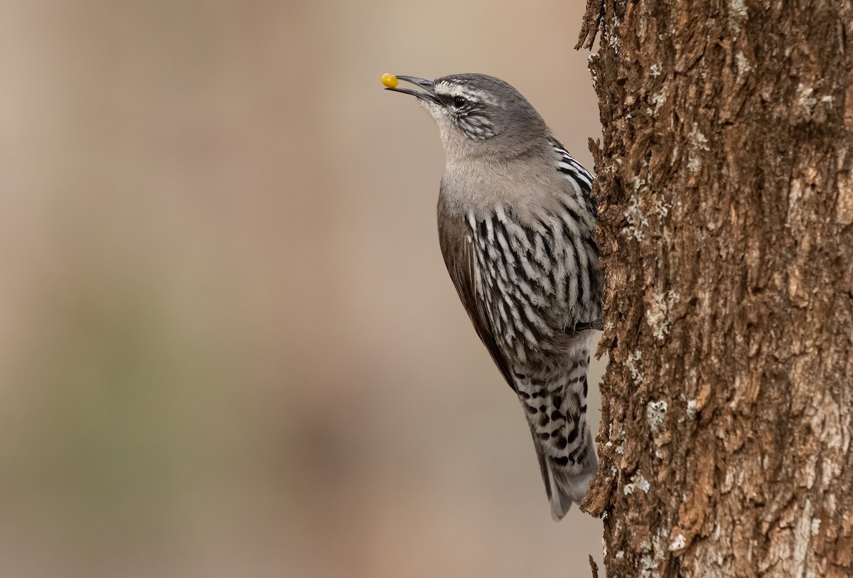 White-browed Treecreeper - ML487273041