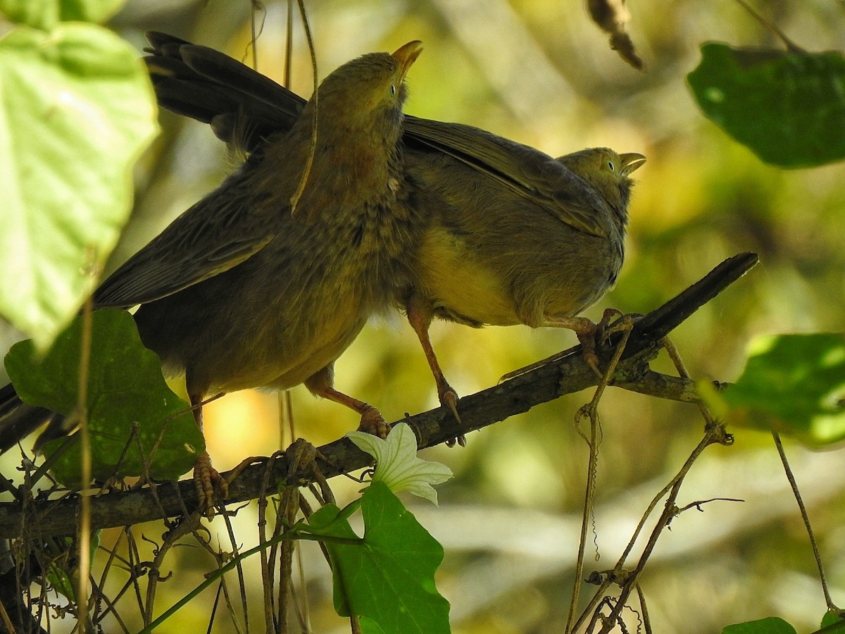 Yellow-billed Babbler - ML487276181