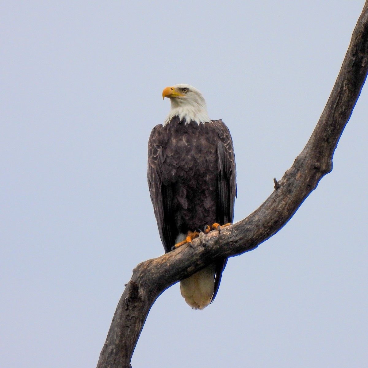 Bald Eagle - ML487277281