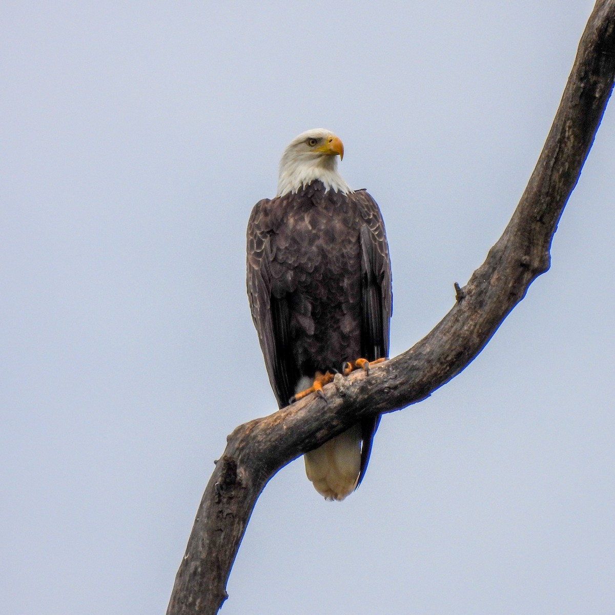 Bald Eagle - ML487277291