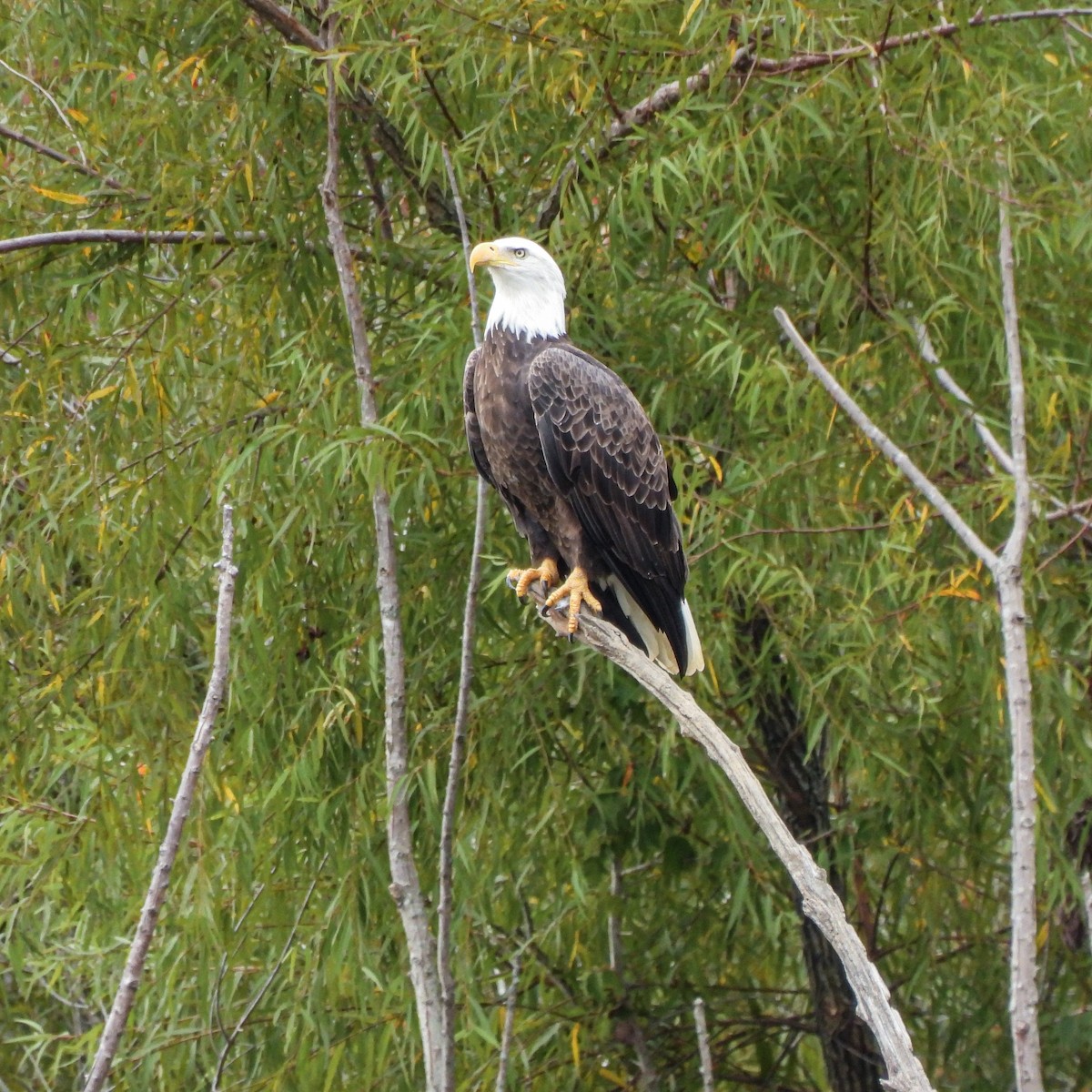 Bald Eagle - ML487277301