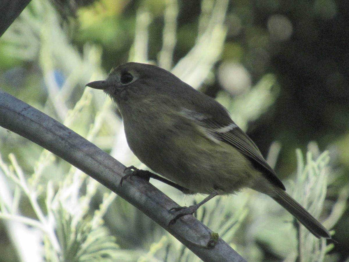 Hutton's Vireo - Adam Burnett