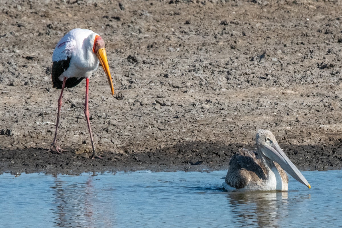 Pink-backed Pelican - ML487278321